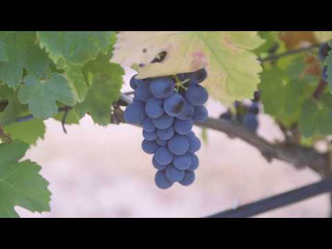 Vendanges    Domaine des Oullières