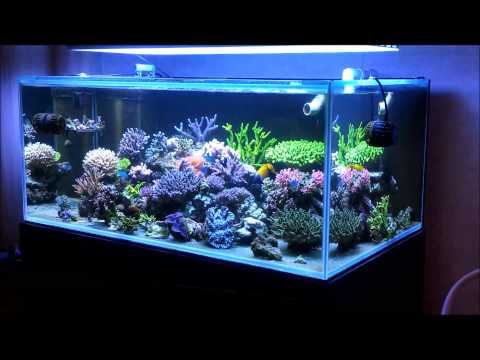 My SPS Reef Tank