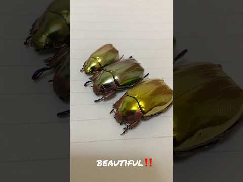 ハシブトコガネについて詳しく解説