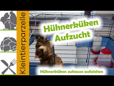 Hühnerküken Aufzucht | Küken zuhause aufziehen mit einem kleinen Kükenstall