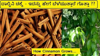 Download lagu ದಾಲ್ಚಿನಿ ಚಕ್ಕೆ ಮರ / ಗಿಡ  ಬೆಳೆಯುವುದು ಹೇಗೆ ?? Grow Dalchini Chakke Cinnamon Tree ಚಕ್ಕೆ ಮರ, ಚಕ್ಕೆ ಗಿಡ mp3