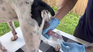 ‼️HOW TO COLLECT DOG SEMEN (start to finish de