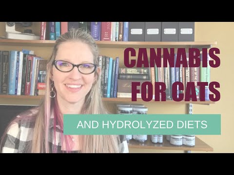 How Cannabis Affects Cats and Hydrolyzed Diets vs Amino-Based Diets for Pets | Ask Dr. Angie