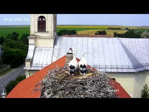 Barza albă, Carani. Iulie 2016. Pui cu spatele la soare.