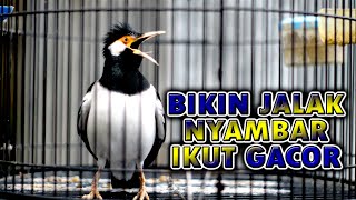 Download lagu GAK MUNGKIN JALAK SUREN GAK GACOR MENDENGAR PANCINGAN JALAK INI KOAR KOAR  #jalaksuren mp3