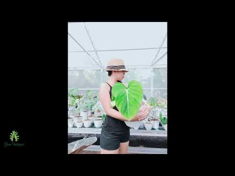 Jacklin Journey #greenwhispers #alocasia #alocasiajacklin #alocasia #aroids