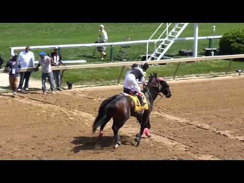 Millionreasonswhy heads to the post for the Ms. Preakness Stakes at Pimlico