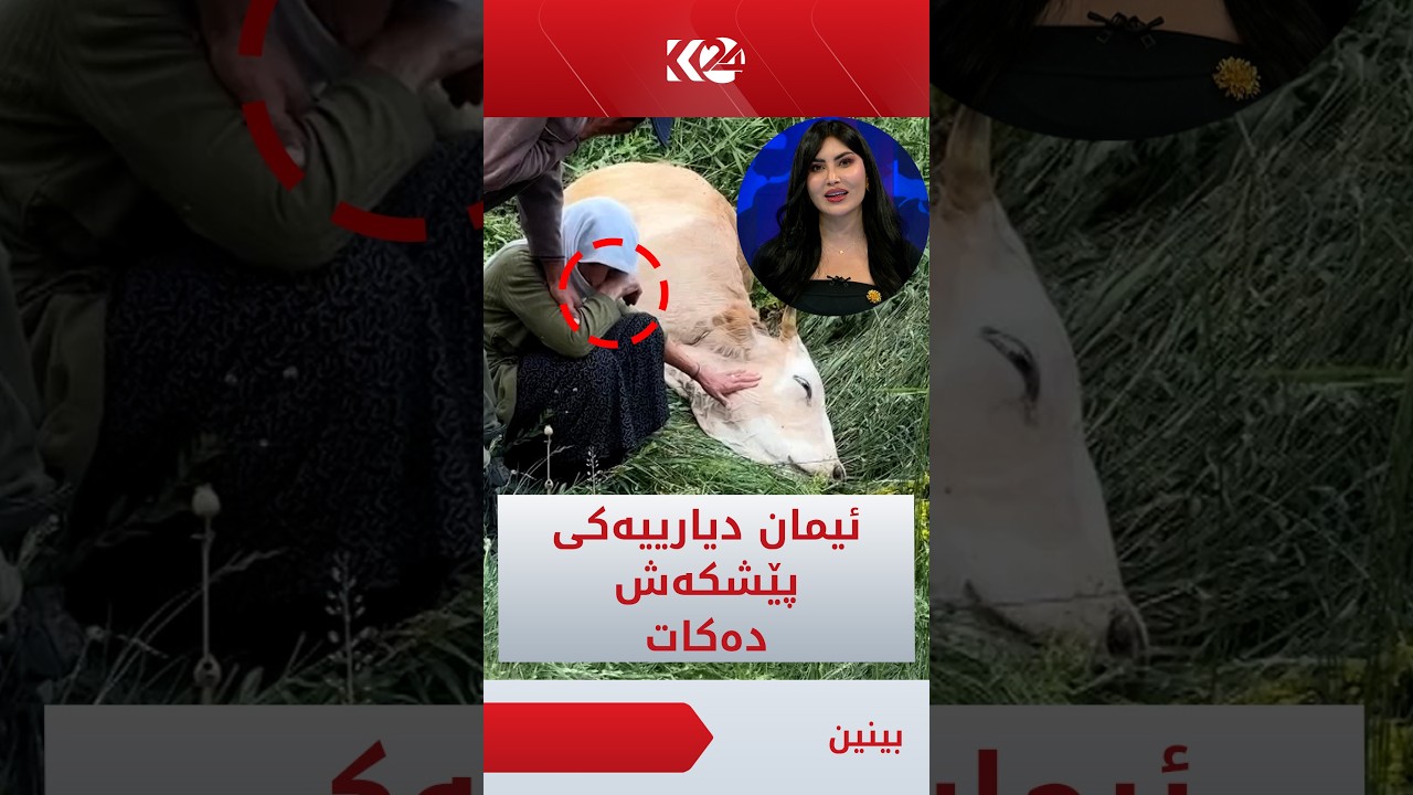 ڤیدیۆ | دوای ئەوەی ئیمان ڤیدیۆکەی دایکە ئاینی بینی، کردی بە مێوانی بەرنامە و مانگایەکی بە دیاری بۆ دەبات