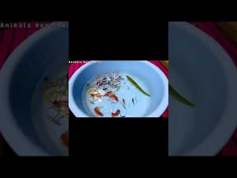 Sneyha, Arbin & Javan Fun Playing With Real Fish in Inflatable Swimming pool - Cute Sneyha's Show