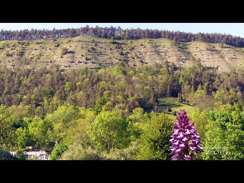 4K Orchideen und Wildblumen im Leutratal bei Jena