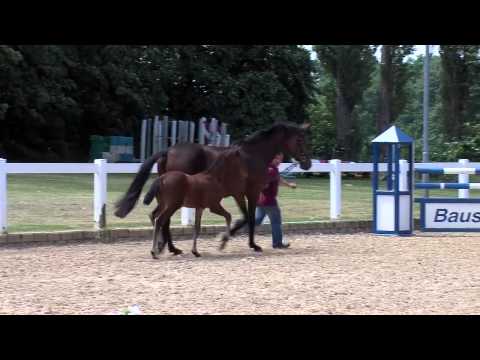 KN 10 HF v. Colestus - Carrico