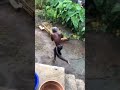 Never knew a Grenadian could fly #Grenada #hardware #funny #shorts  #Support 🤣🤣🤣🤣🤣