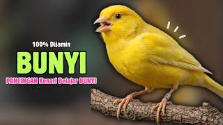 Download lagu Dijamin BUNYI !!! Suara PANCINGAN Kenari PAUD Belajar Bunyi Ngeriwik || Masteran Kenari Paud #676 mp3