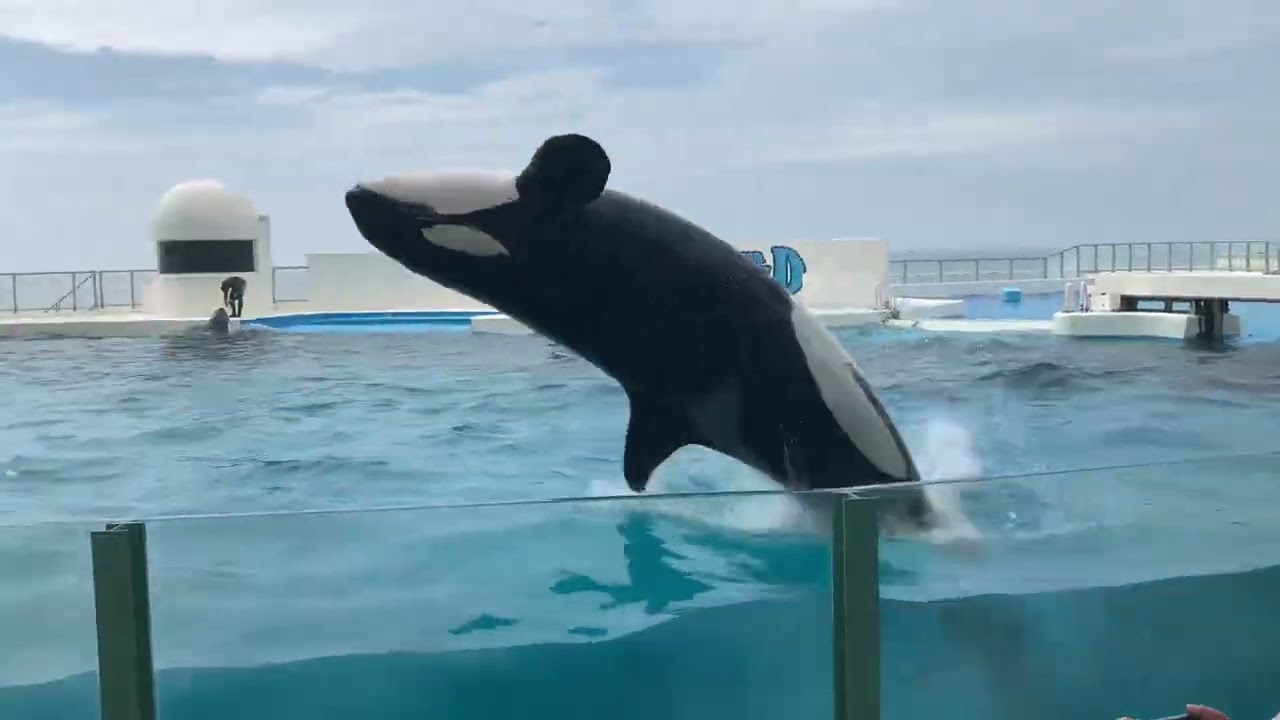 鴨川シーワールドーシャチパフォーマンス④ -Kamokawa Sea World-The Orca Performance Ⅳ-
