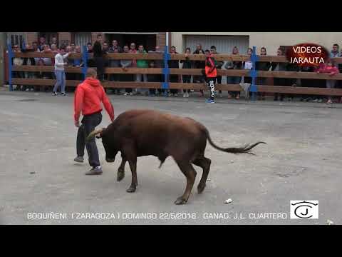 BOQUIÑENI  (ZARAGOZA) VACAS  CALLE  (DOMINGO 22 MAYO 2016) J. L. CUARTERO