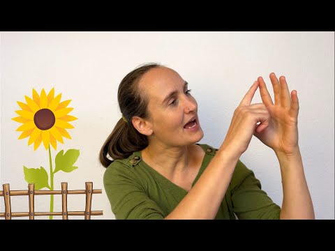 Die Sonnenblume • Fingerspiel || MiniMusikanten