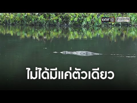 คลิกเพื่อดูคลิปวิดีโอ