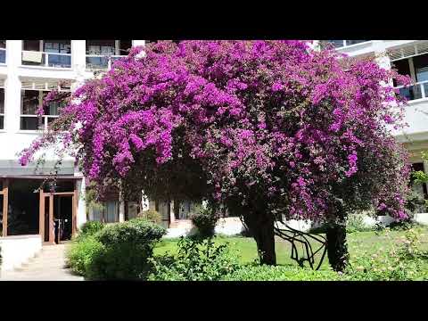 🇹🇷Турция 2025.РАЙ за эти ДЕНЬГИ!!! Perre La Mer 5*, Кемер, Гейнюк.