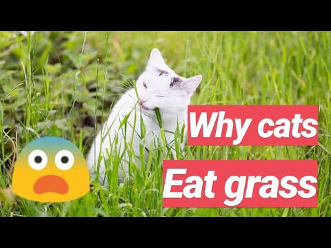 Why Do Cats Eat Grass | Grass is good for cats | mystery solved | CHUBBY MEOWS