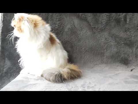 Pure Persian cat  long hair - Image 2