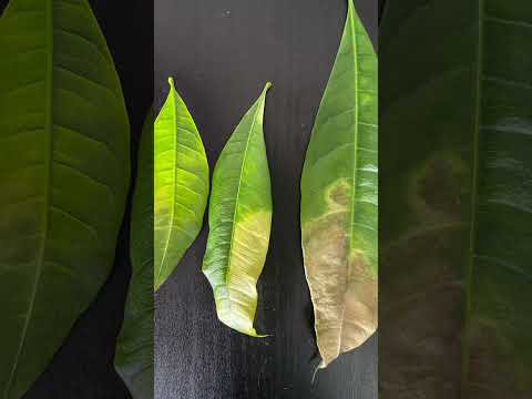 金錢樹發財樹種類