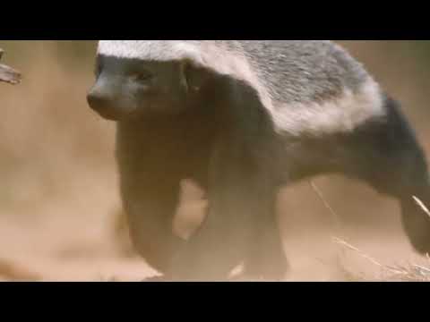 Porcupine Vs Honey Badger : Can Quills Save The Porcupine ?