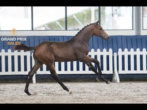 Ultimo Touch Z (United Touch S x For Pleasure) colt