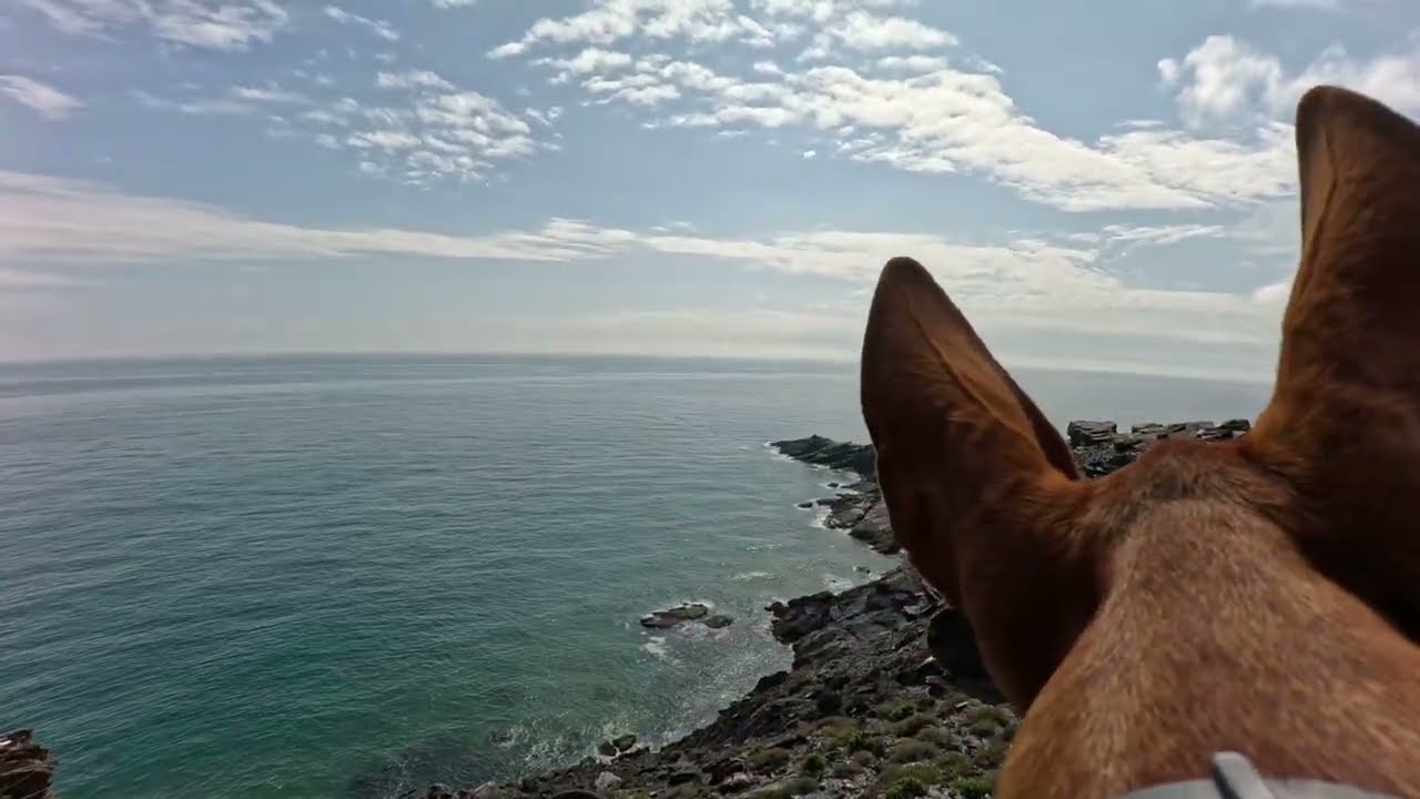 Cliffside Biker's Dog Says Hello || ViralHog