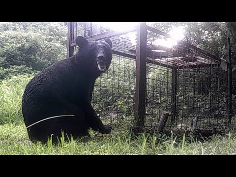 クマ悠々まき餌食い逃げ イノシシ用のエサをむしゃむしゃ 河北新報オンラインニュース Online News