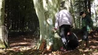 Protect tree from beaver