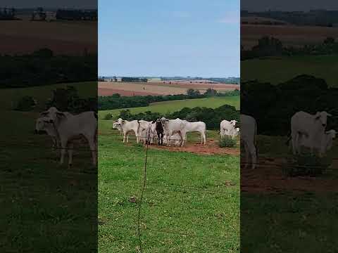 22 de fevereiro de 2026. Zona rural de araruna PR.