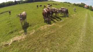 preview picture of video 'Cows on field... DJI Phantom - GoPro3 black - First flight'
