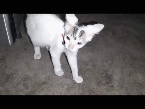 Cat video 😻😻😻😻|| Cat Playing Video 🐈🐈🐈||Baby Cat Meowing Video 😺😺😺😺