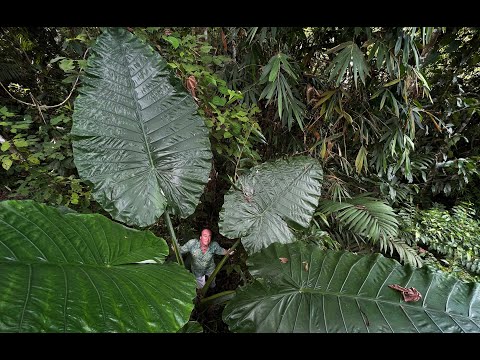 FIELD TRIP WITH PATRICK BLANC, DERAMAKOT & SEPILOK, BORNEO SABAH