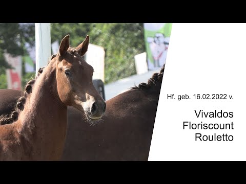 Hf v Vivaldos x Floriscount x Rouletto 2022