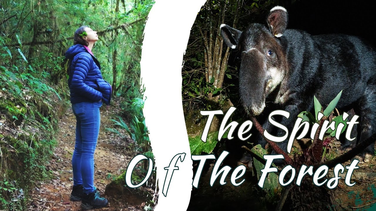 Spirit of the Forest