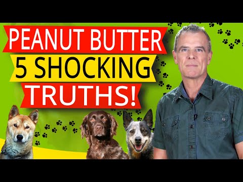 YouTube video about: Can dogs eat peanut butter fudge?