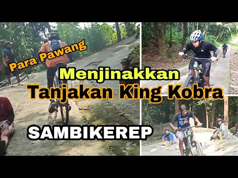 Para Pawang Adu Jinakkan Tanjakan Viral King Kobra SAMBIKEREP