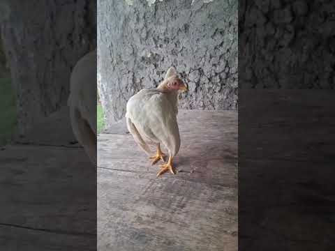 Maty/Sebas #seramas #gallinasdepatio #chicken #gallos #gallinas #chajari #entrerios #argentina