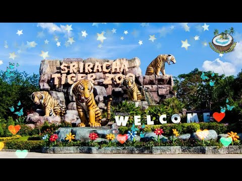 🐯Sriracha Tiger Zoo | Тигровый зоопарк Сирача🐅