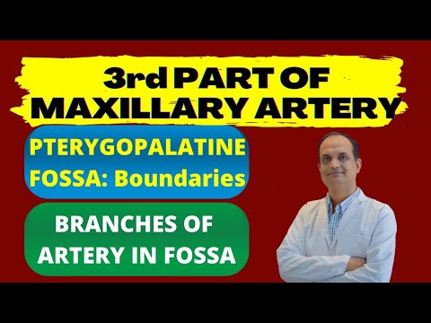 3rd PART OF MAXILLARY ARTERY || Pterygopalatine Fossa