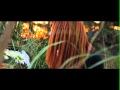 Music Video- Crop Circle Jerk '94