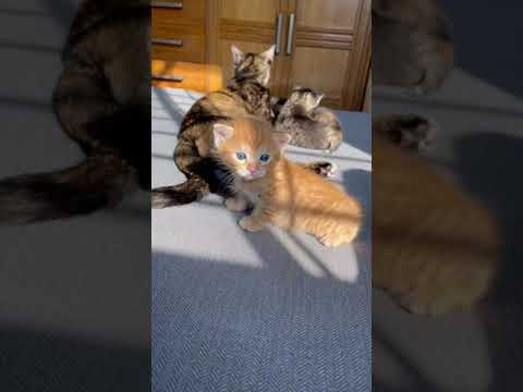 #catlover#catvideos#persiancat #babycat #golden #shorts #shorts #cat