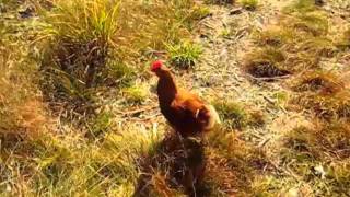 Cluck Old Hen - Holly Golightly & the Broke-offs