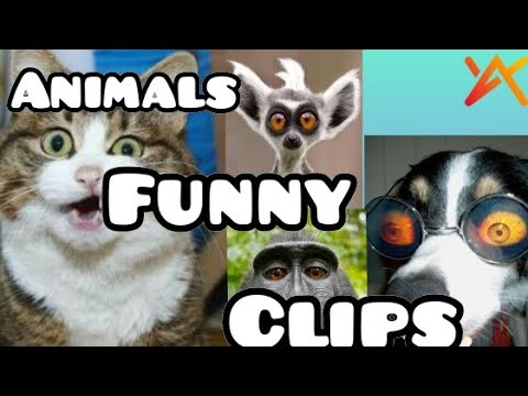 cats and dogs funny moments