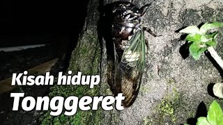 Download lagu Tonggeret | Garengpung | Cicada mp3 Download lagu Tonggeret | Garengpung | Cicada mp3