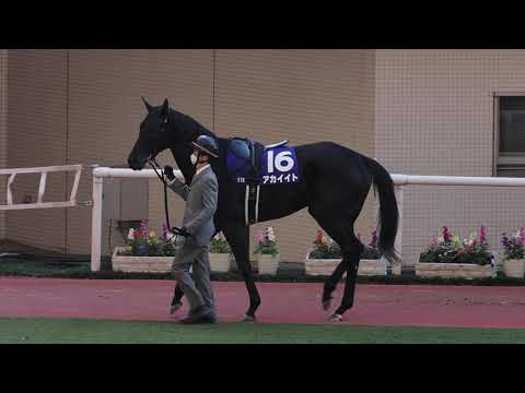 エリザベス女王杯2021　パドック