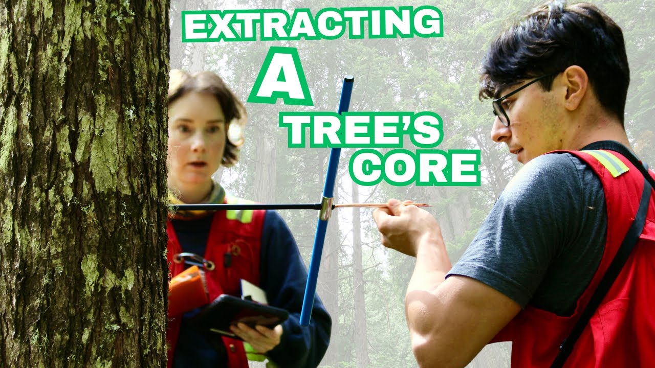 Tree Time Travel: Unlocking the Secrets of Tree Age through Core Sampling