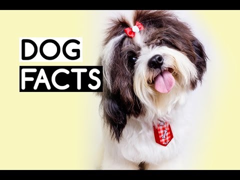10 Fascinating Facts About Dogs