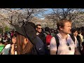 Hanami in Yoyogi Park